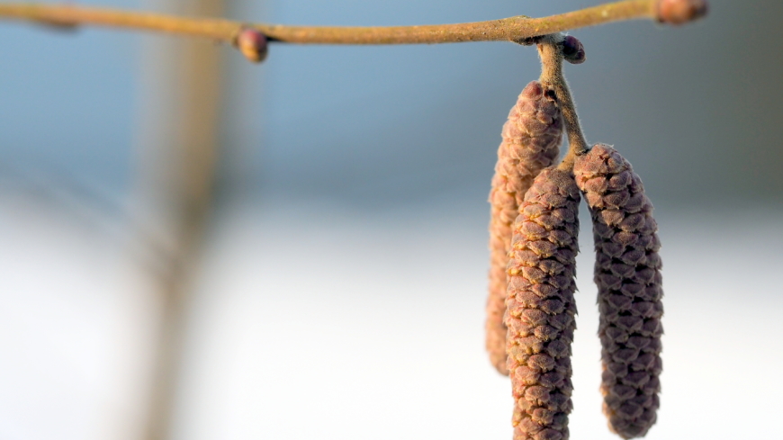 Under mars månad förväntas halterna av gråal (bilden) och hassel öka vilket många pollenallergiker kommer känna av. Foto: Shutterstock